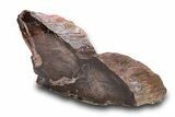 Colorful Petrified Wood End Cut - Utah #302987-1